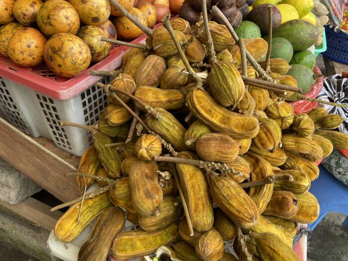 Detail Buah Salju Di Bali Nomer 30