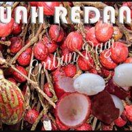 Detail Buah Salju Di Bali Nomer 31