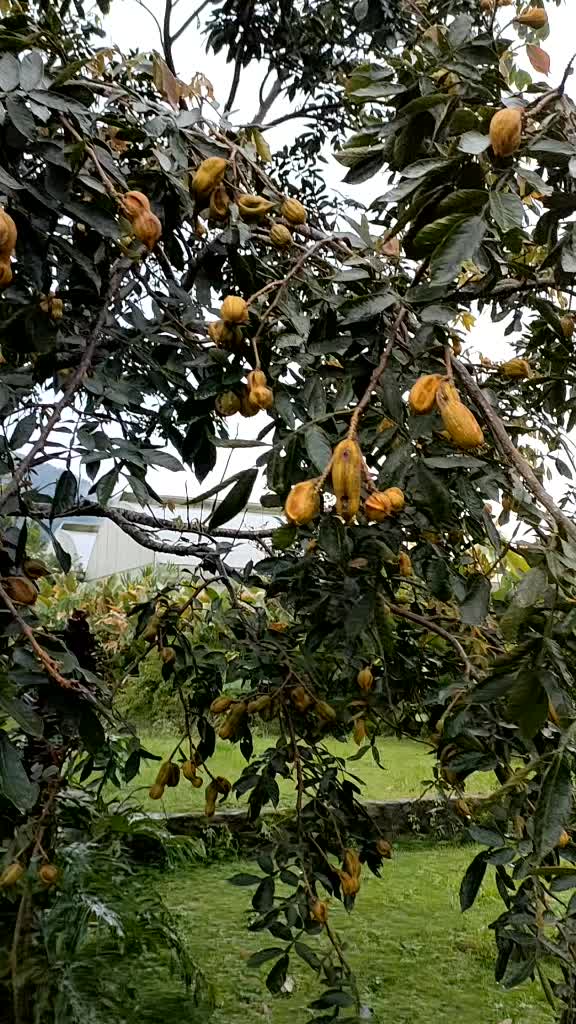 Detail Buah Salju Di Bali Nomer 32