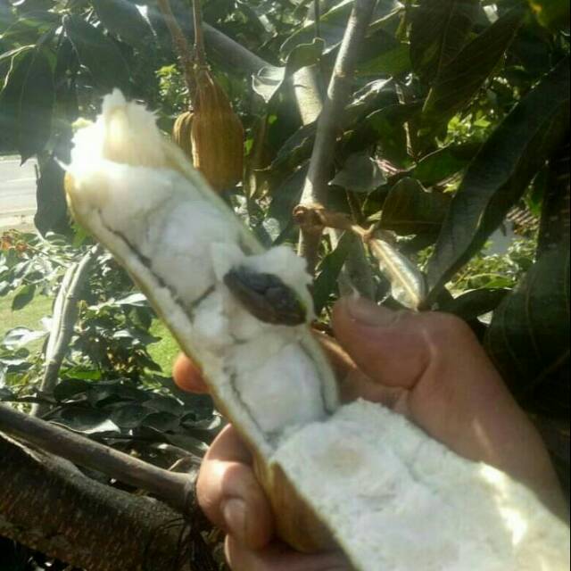 Detail Buah Salju Di Bali Nomer 33