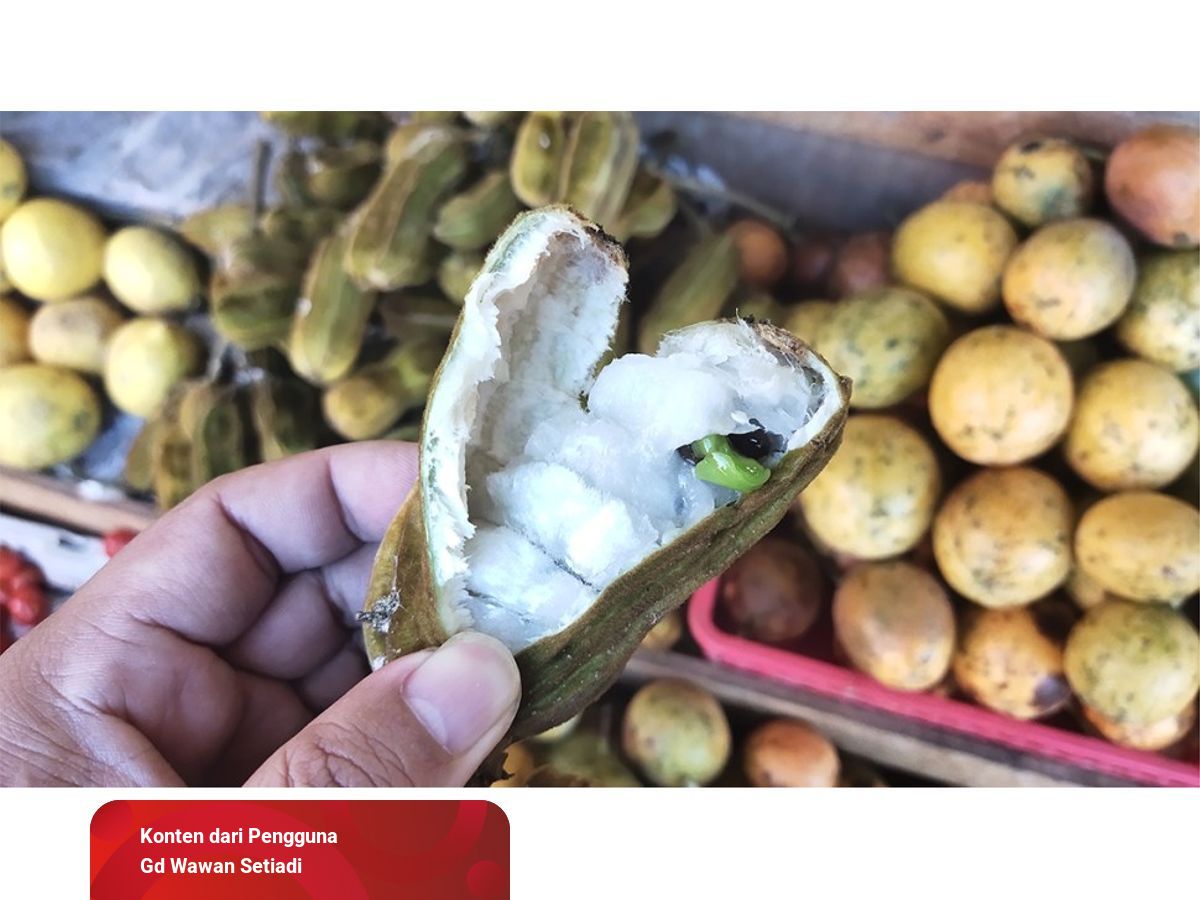 Detail Buah Salju Di Bali Nomer 35