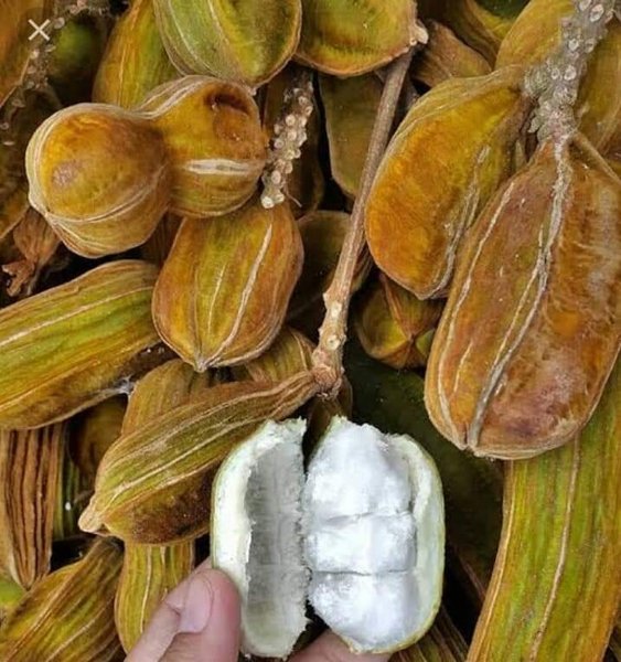 Detail Buah Salju Di Bali Nomer 5