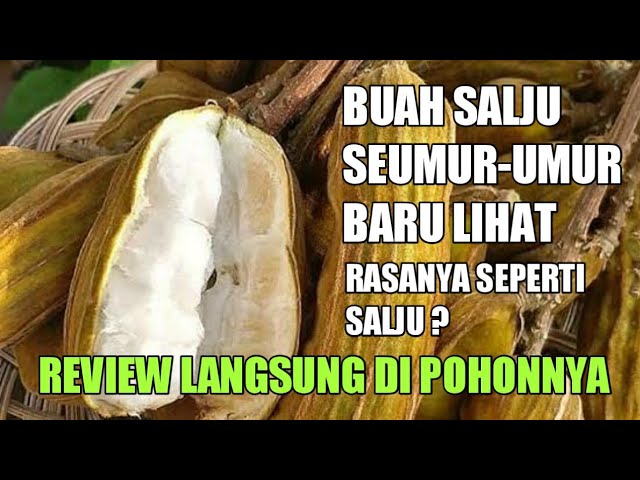Detail Buah Salju Di Bali Nomer 40