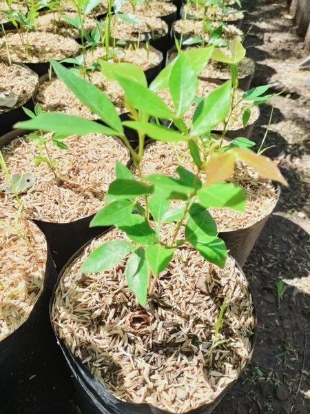 Detail Buah Salju Di Bali Nomer 42