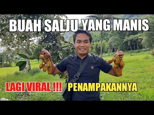 Detail Buah Salju Di Bali Nomer 43