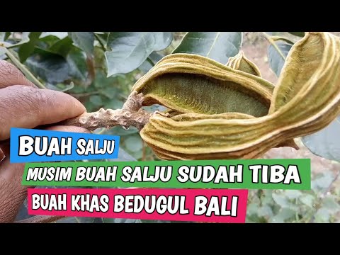 Detail Buah Salju Di Bali Nomer 44