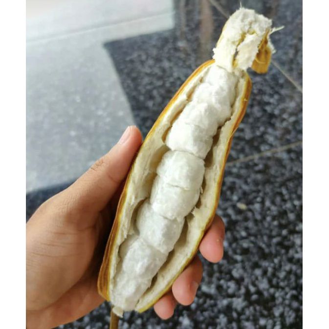 Detail Buah Salju Di Bali Nomer 45
