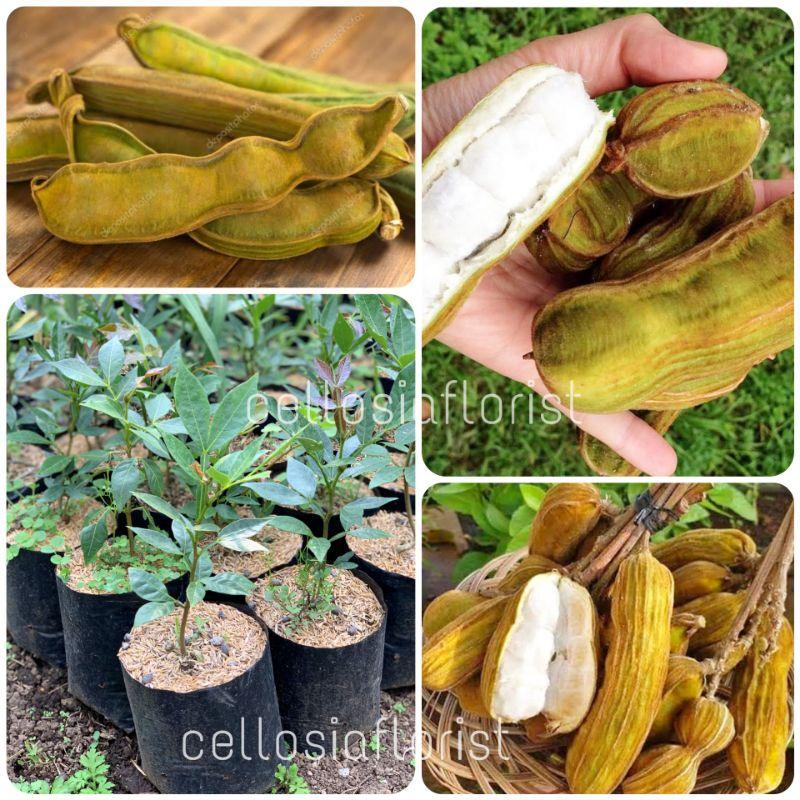 Detail Buah Salju Di Bali Nomer 46