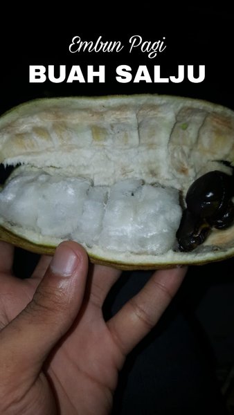 Detail Buah Salju Di Bali Nomer 47