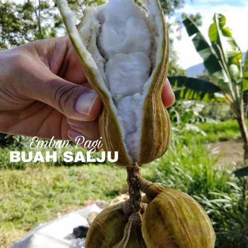 Detail Buah Salju Di Bali Nomer 6