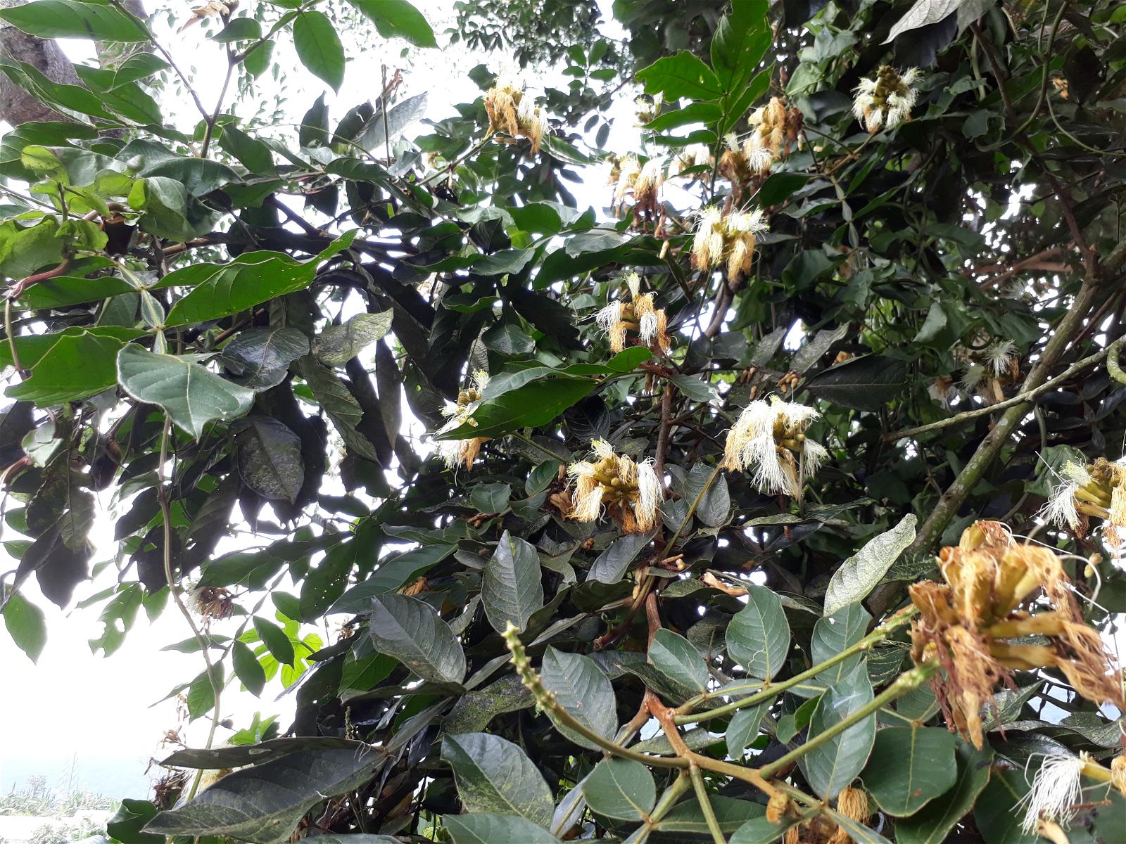 Detail Buah Salju Di Bali Nomer 50