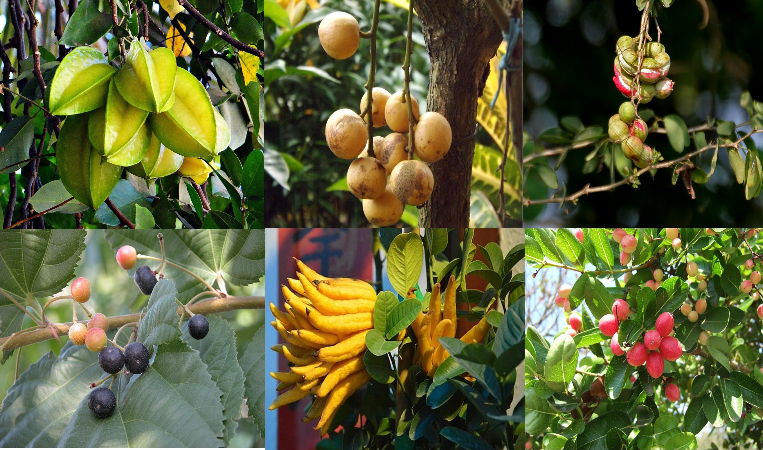 Detail Buah Salju Di Bali Nomer 53