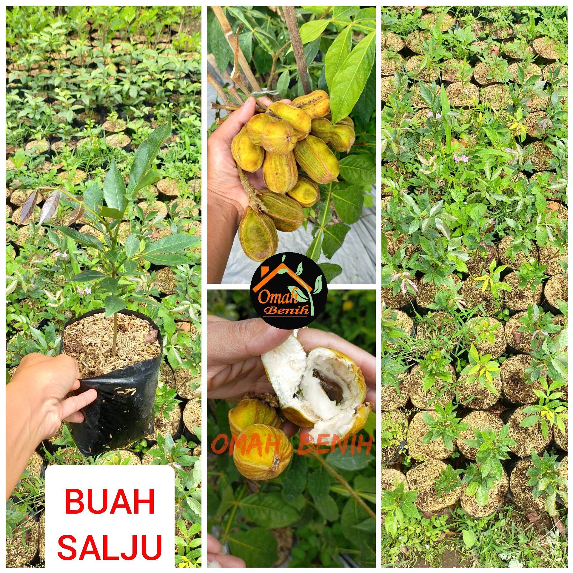 Detail Buah Salju Di Bali Nomer 56