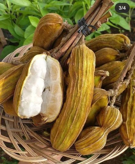Detail Buah Salju Di Bali Nomer 7
