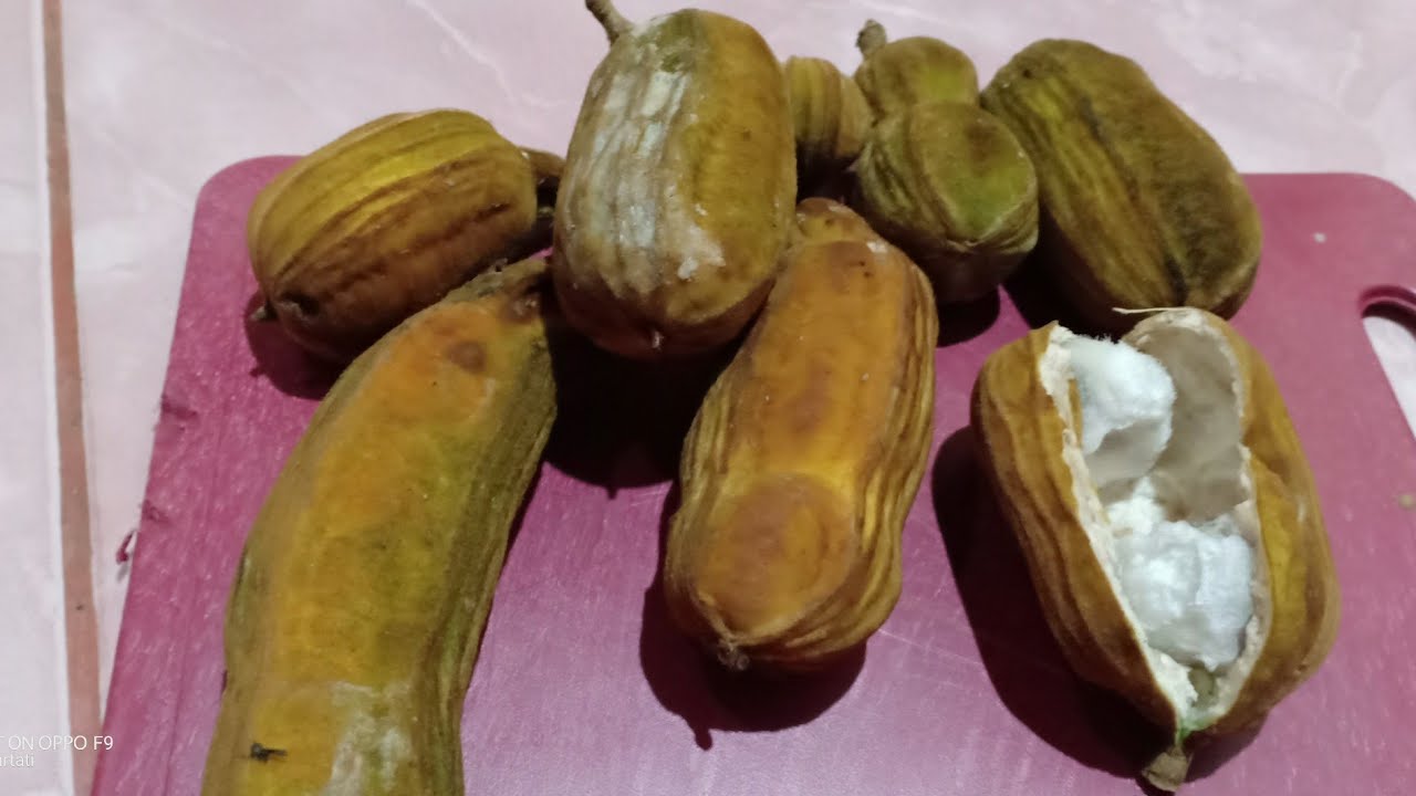 Detail Buah Salju Di Bali Nomer 9