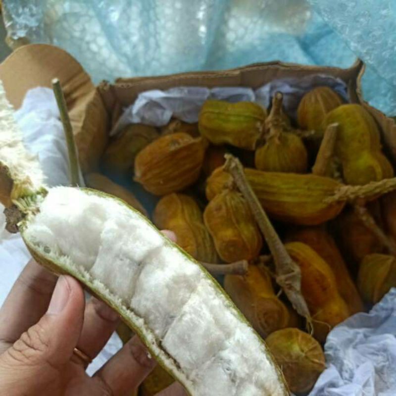 Detail Buah Salju Di Bali Nomer 10