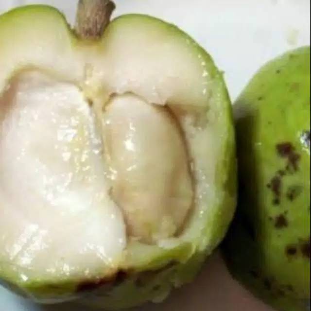 Buah Sapote Putih - KibrisPDR