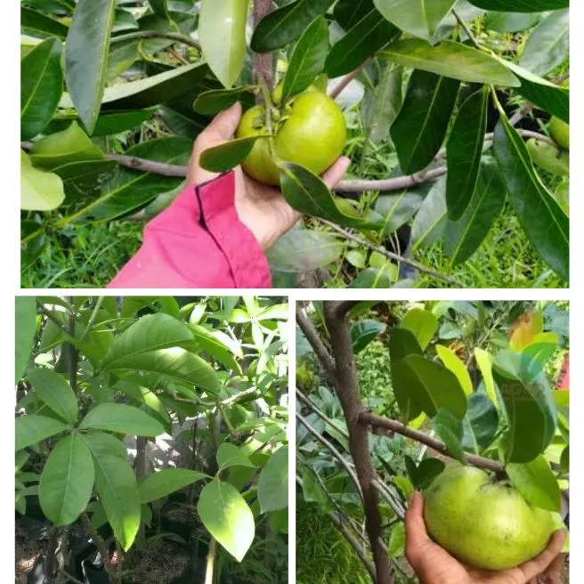 Detail Buah Sapote Putih Nomer 10