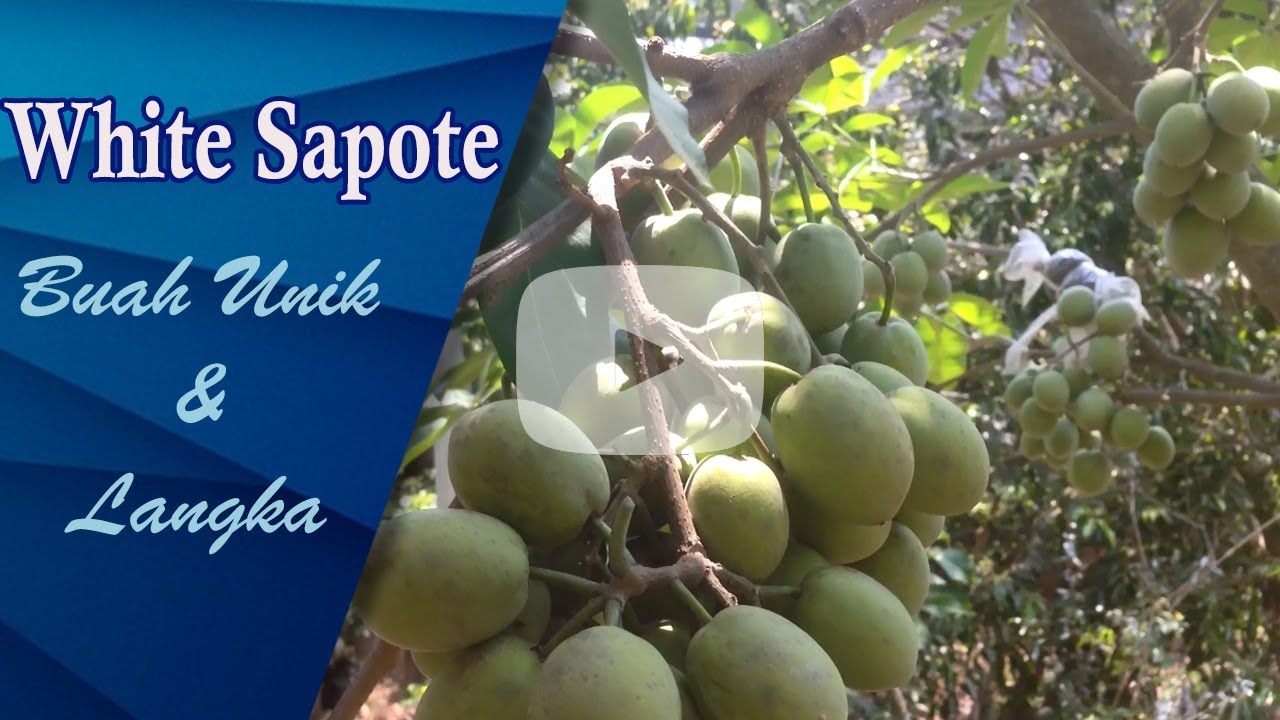 Detail Buah Sapote Putih Nomer 14