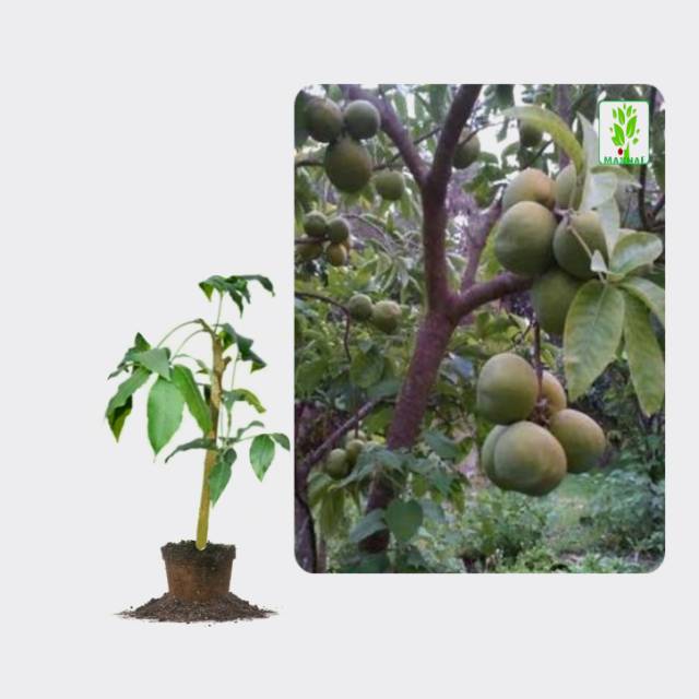 Detail Buah Sapote Putih Nomer 19