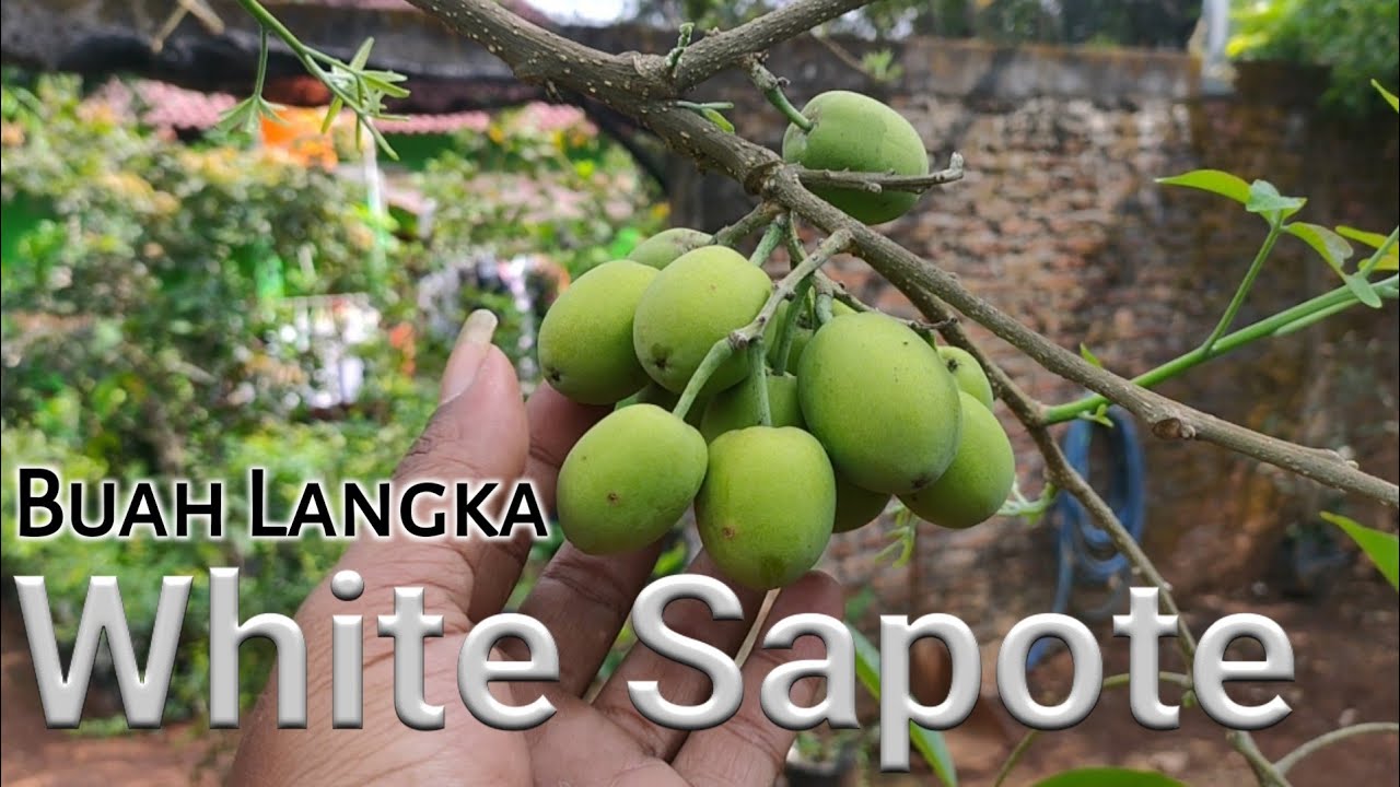 Detail Buah Sapote Putih Nomer 28