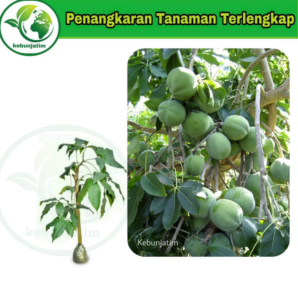 Detail Buah Sapote Putih Nomer 4