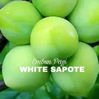 Detail Buah Sapote Putih Nomer 35