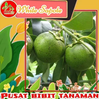 Detail Buah Sapote Putih Nomer 37