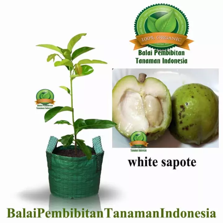 Detail Buah Sapote Putih Nomer 49