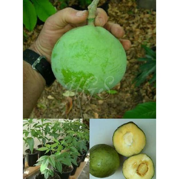 Detail Buah Sapote Putih Nomer 5