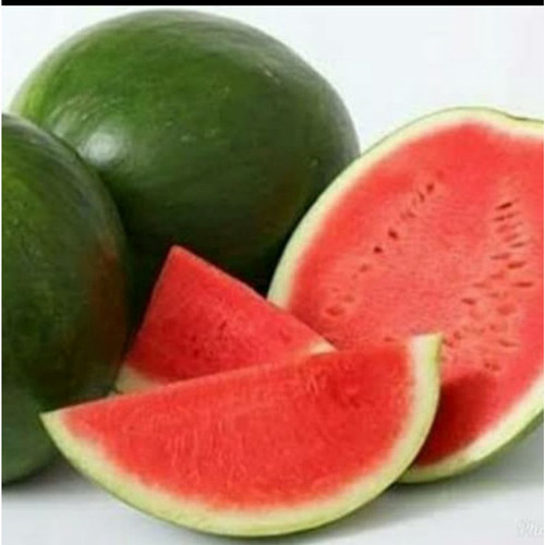 Detail Buah Tanpa Biji Nomer 13
