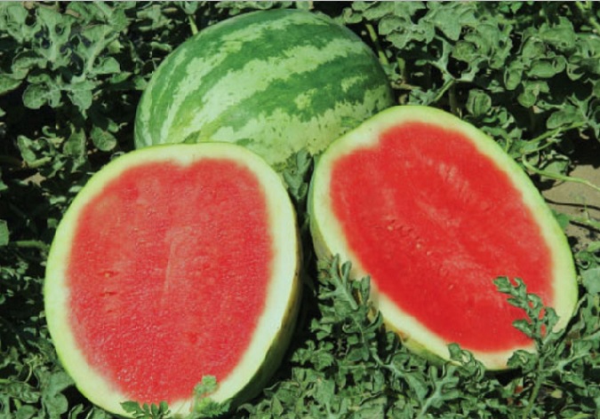 Detail Buah Tanpa Biji Nomer 19