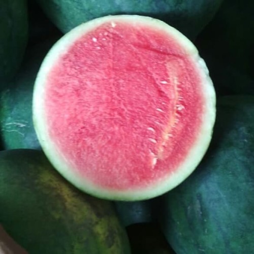 Detail Buah Tanpa Biji Nomer 27