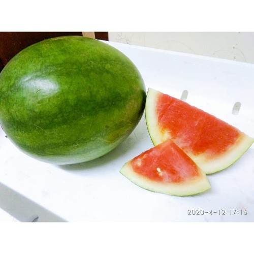 Detail Buah Tanpa Biji Nomer 29