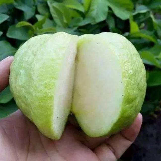 Detail Buah Tanpa Biji Nomer 36