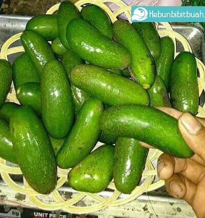 Detail Buah Tanpa Biji Nomer 39