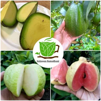 Detail Buah Tanpa Biji Nomer 41