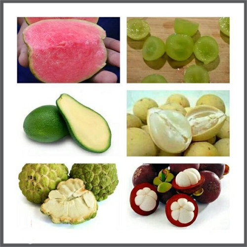 Detail Buah Tanpa Biji Nomer 50