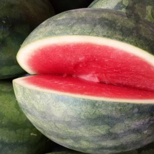 Detail Buah Tanpa Biji Nomer 54