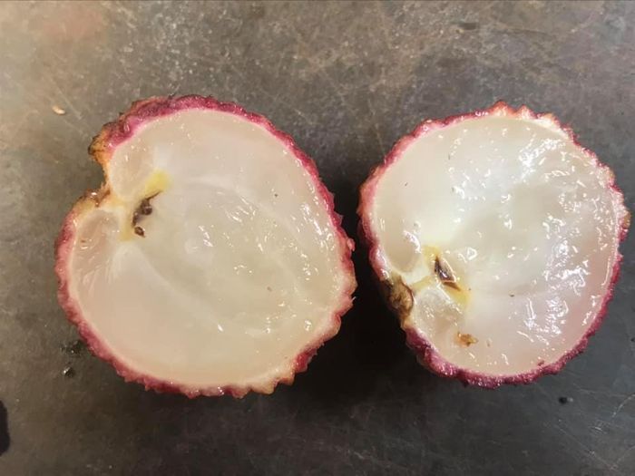 Detail Buah Tanpa Biji Nomer 8