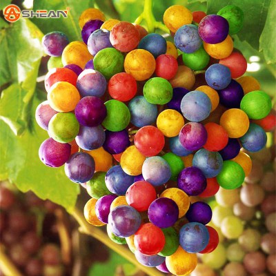 Buah Warna Warni - KibrisPDR