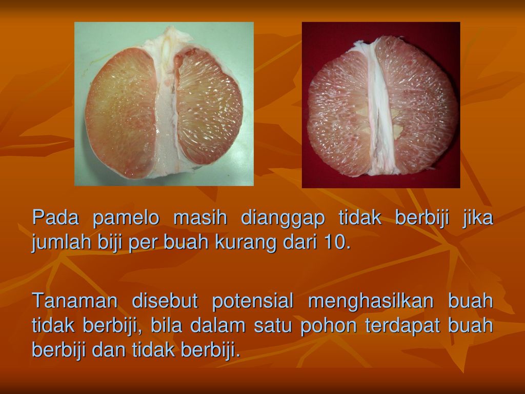 Detail Buah Yang Tidak Berbiji Nomer 52