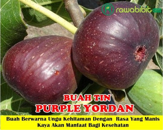 Detail Buah Yang Warna Ungu Nomer 29