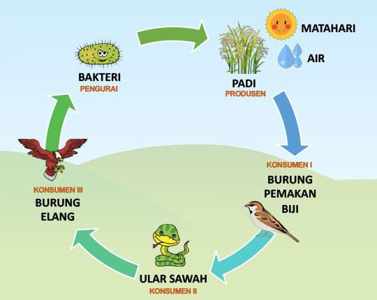 Detail Buatlah Contoh Rantai Makanan Pada Ekosistem Sawah Nomer 2