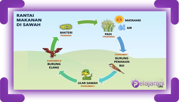 Detail Buatlah Contoh Rantai Makanan Pada Ekosistem Sawah Nomer 11