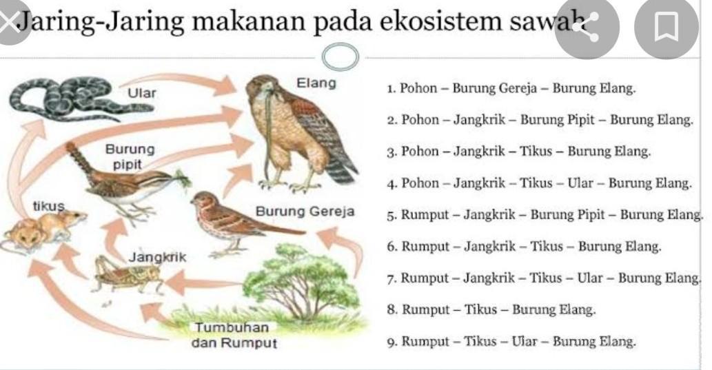 Detail Buatlah Contoh Rantai Makanan Pada Ekosistem Sawah Nomer 16