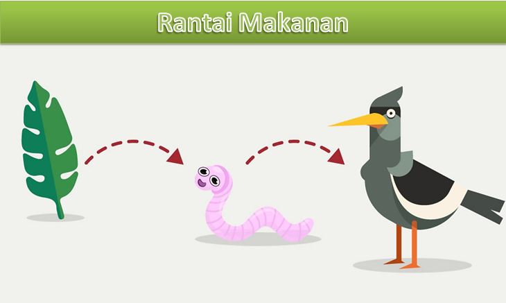 Detail Buatlah Contoh Rantai Makanan Pada Ekosistem Sawah Nomer 52