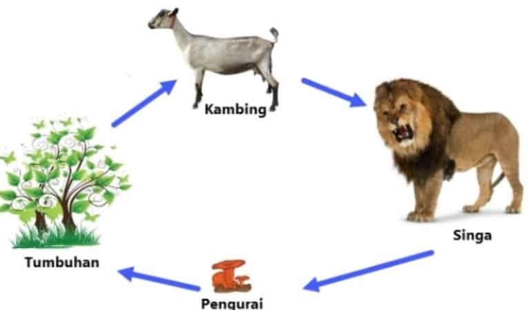 Detail Buatlah Contoh Rantai Makanan Sederhana Nomer 46