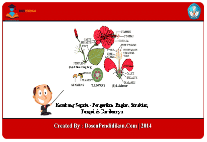 Detail Buatlah Gambar Bunga Lengkap Dengan Bagian Bagiannya Nomer 33