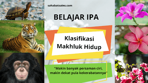 Detail Buatlah Klasifikasi Takson Pada Kucing Rumah Nomer 21